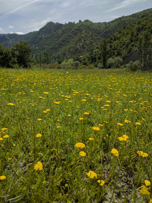 Imagine de stoc gratuită din arbori, câmp, dealuri