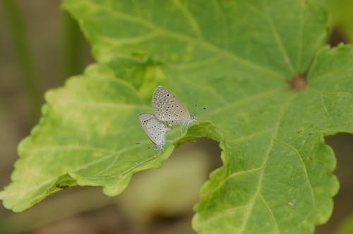 Free Close-up of Butterflies on a Leaf Stock Photo