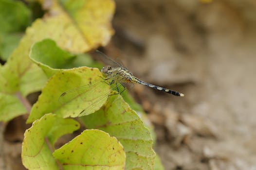 Detailed image of a dragonfly resting on lush green leaves showcasing the insect's delicate wings.