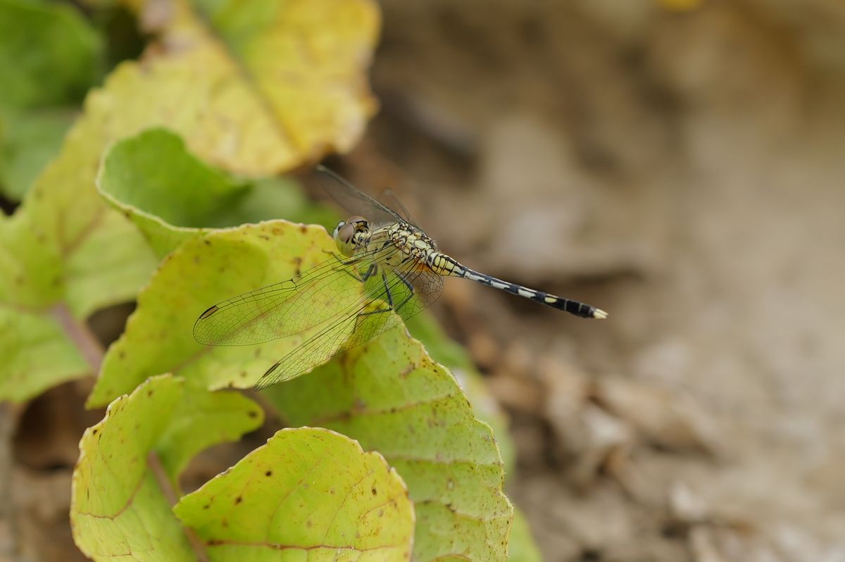Vibrant Dragonfly Resting on Autumn Leaves · Free Stock Photo
