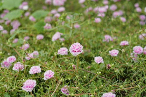 Purple Peony Flowers on Ground