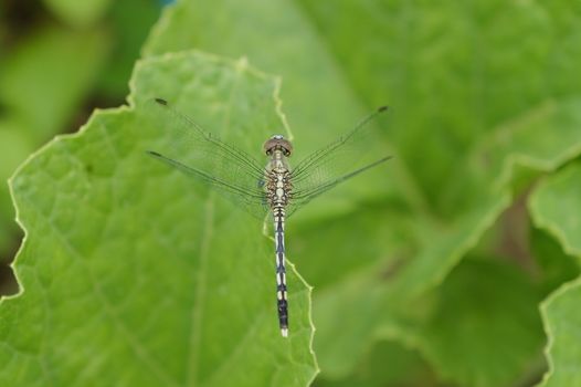 Chalky Percher on Leaf