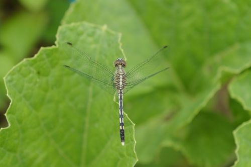 Free Close-up of a Chalky Percher Dragonfly on a green leaf with detailed wings in focus. Stock Photo