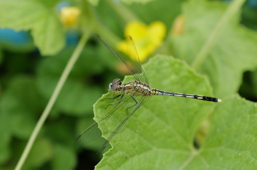Free Detailed close-up of a dragonfly resting on a green leaf, showcasing its delicate wings and intricate patterns. Stock Photo