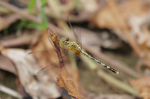 Free A detailed close-up of a dragonfly perched on a plant with blurred autumn foliage. Stock Photo