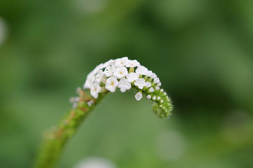 レンギョウ, 工場, 新鮮なの無料の写真素材