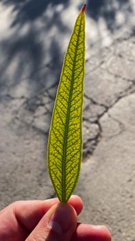 A detailed view of a hand holding a sunlit yellow-green leaf with a textured surface outdoors.