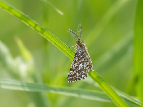 Close-up of a Moth Sitting on a Blade of Grass 