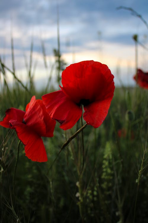 Close-up of Poppies on a Green Meadow 