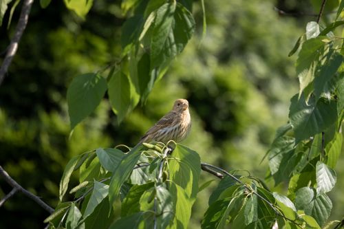 Free A sparrow sits among vibrant green leaves in Southborough, MA, showcasing nature's tranquility. Stock Photo