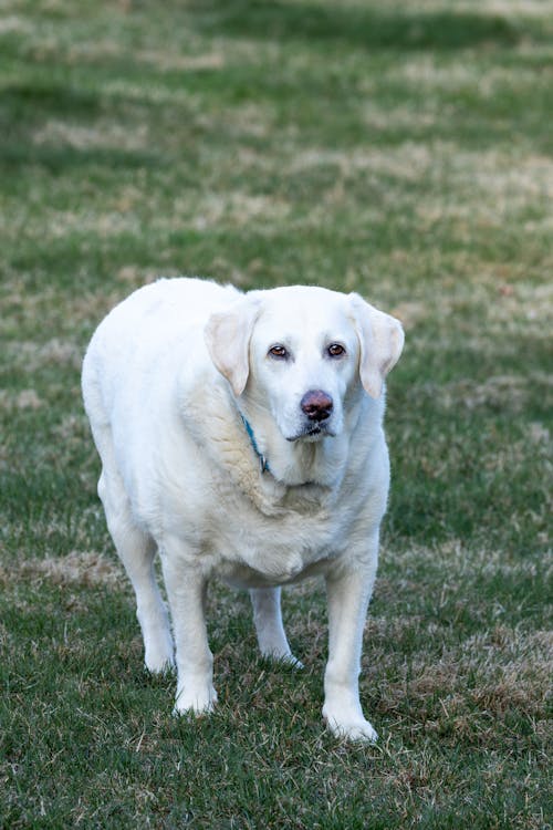Foto profissional grátis de animal de estimação, branco, cachorro