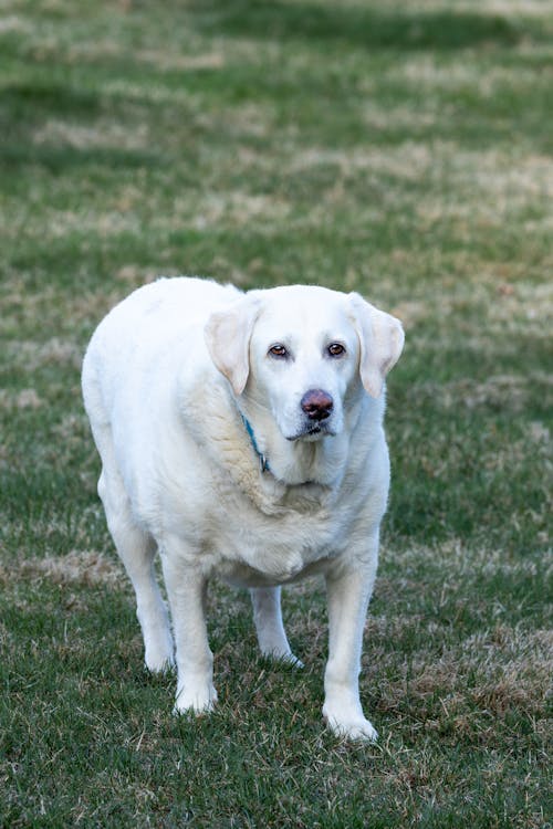 Free stock photo of dog, golden retriever, hd