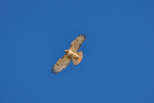 Low Angle Shot of a Red-Tailed Hawk Flying against Clear, Blue Sky 