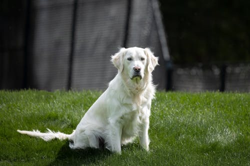 Immagine gratuita di animale domestico, bianco, cane