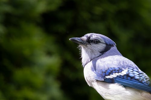 Close-up of a Blue Jay Sitting on the Background of Green Trees 