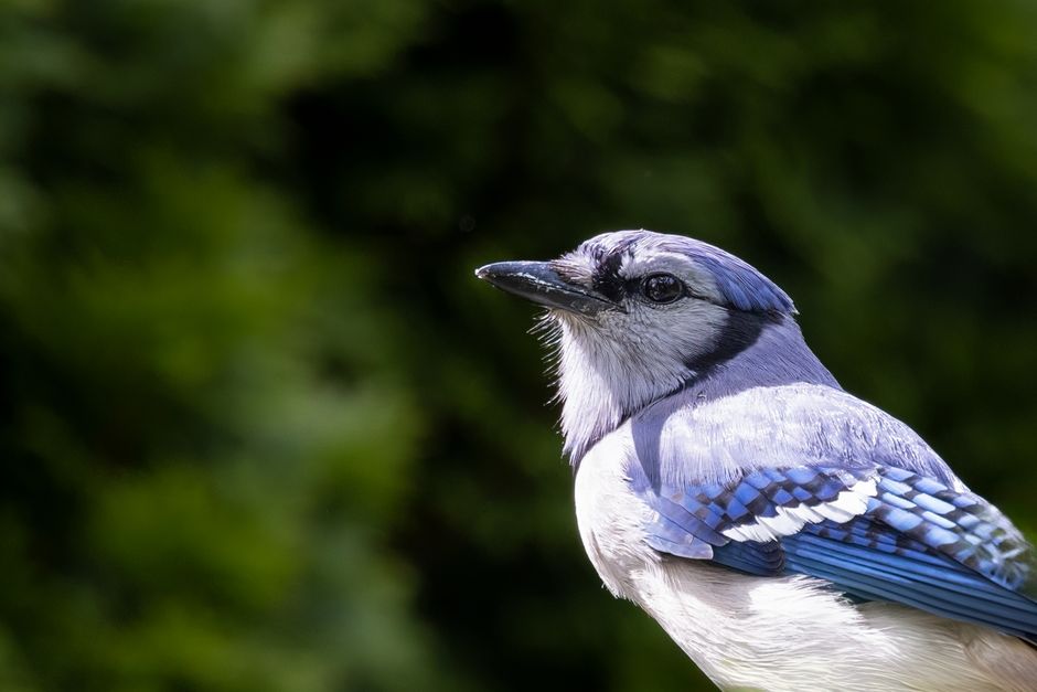 A vivid close-up of a Blue Jay (Cyanocitta cristata) in Southborough, Massachusetts, showcasing its striking blue feathers.