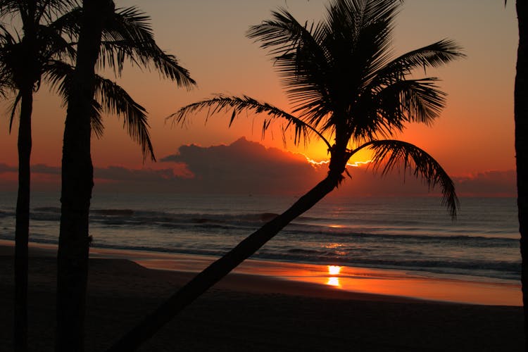 Silhouette Of Tropical Beach