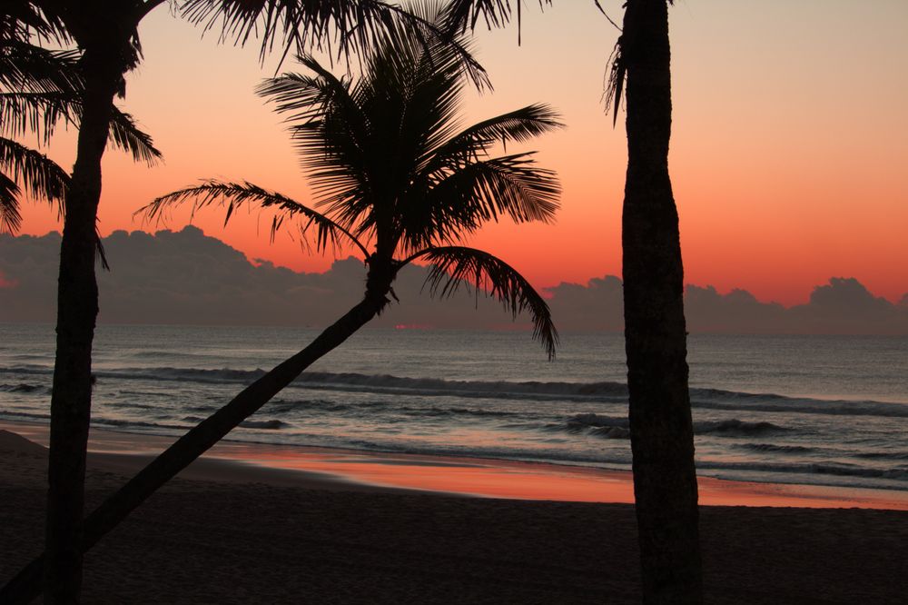 Palms silhouetted against a warm sky