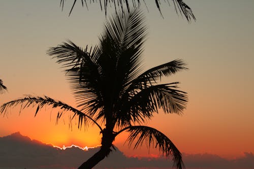 Kostenloses Stock Foto zu dämmerung, palme, roter himmel