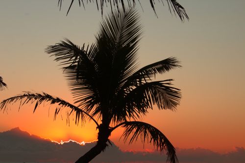 Free Capture of a palm tree silhouette against a vibrant sunset in Guaratuba, Brazil. Stock Photo