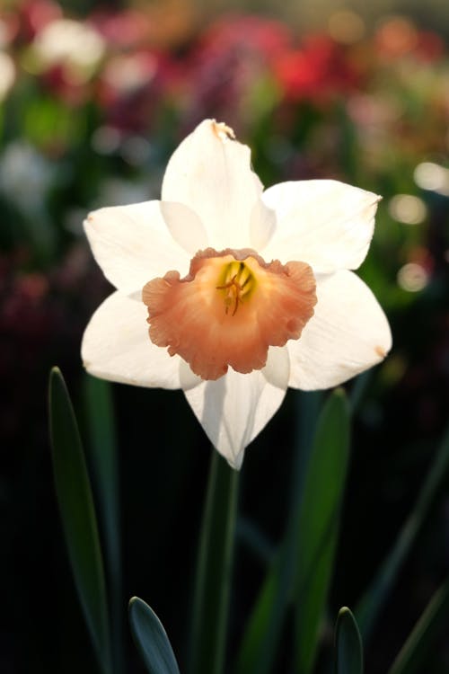 bahar, beyaz, çiçek içeren Ücretsiz stok fotoğraf