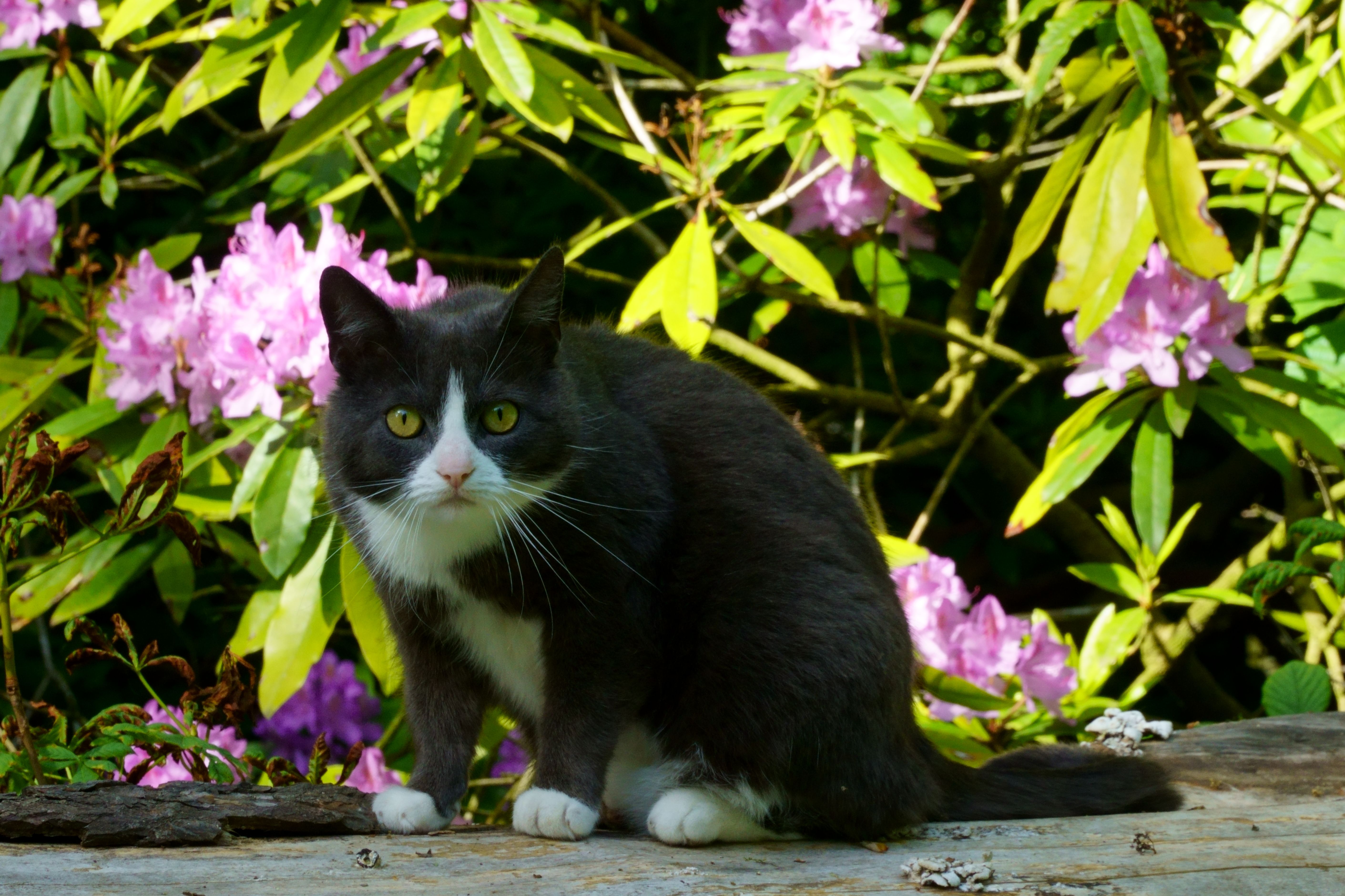 Garden Animation Photos, Download The BEST Free Garden Animation Stock