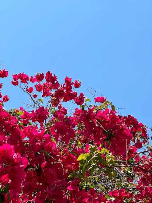 Red Flowers on Bush