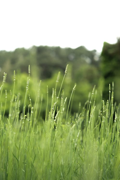 Slim Green Grass