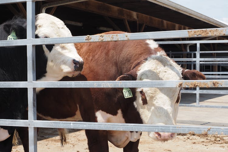 Cows Heads Behind Fence