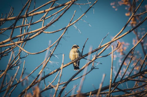 Close up of Bird in Nature