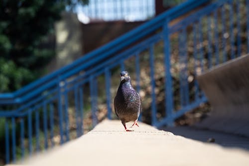 Foto d'estoc gratuïta de animal, au, barana