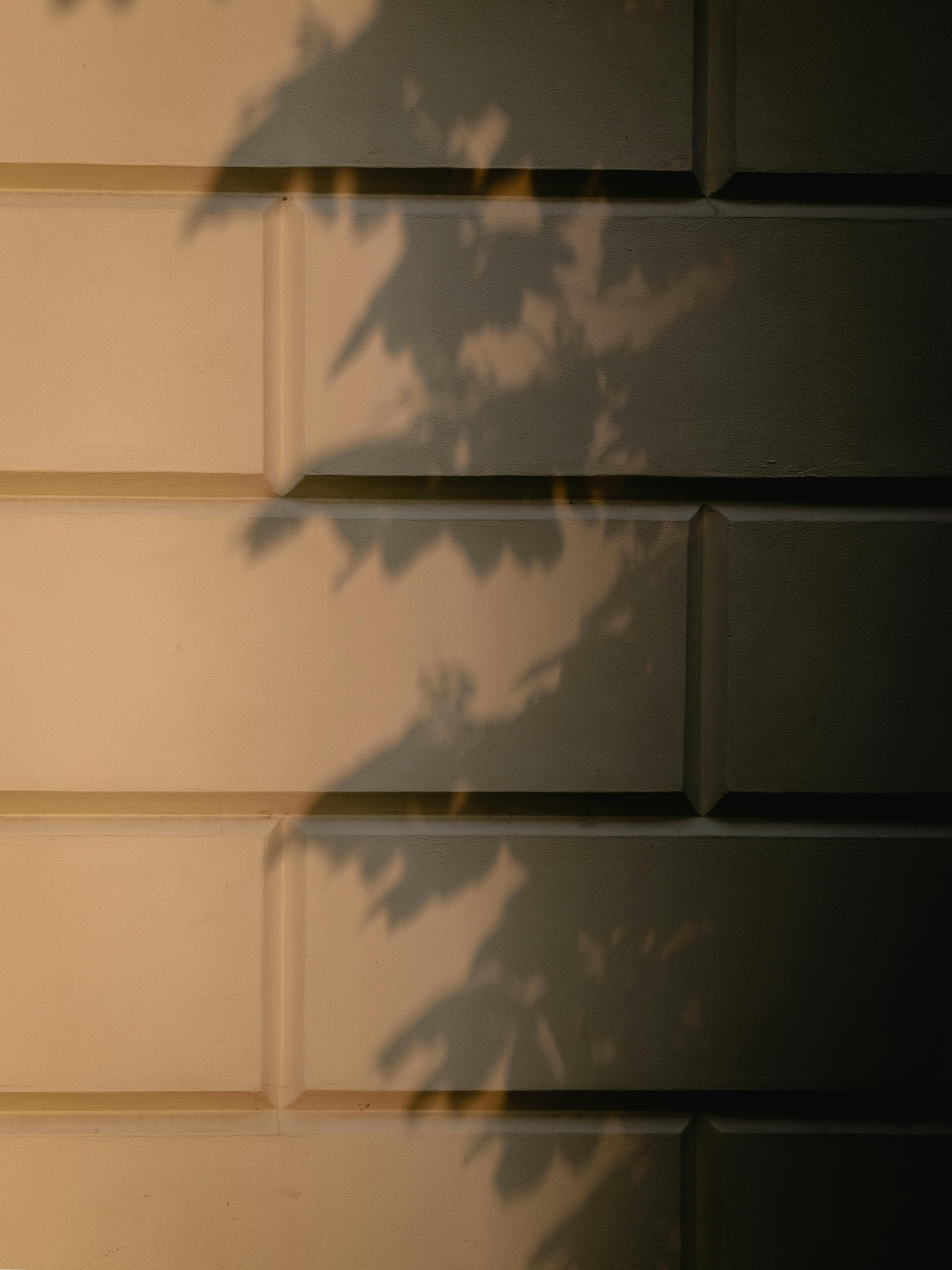 Kostenlos Baumschatten An Der Wand Stock-Foto