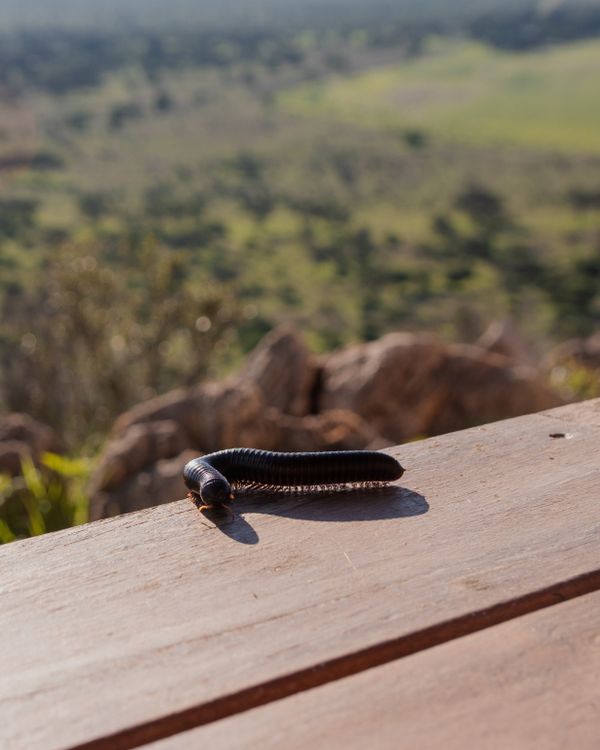 Millipede