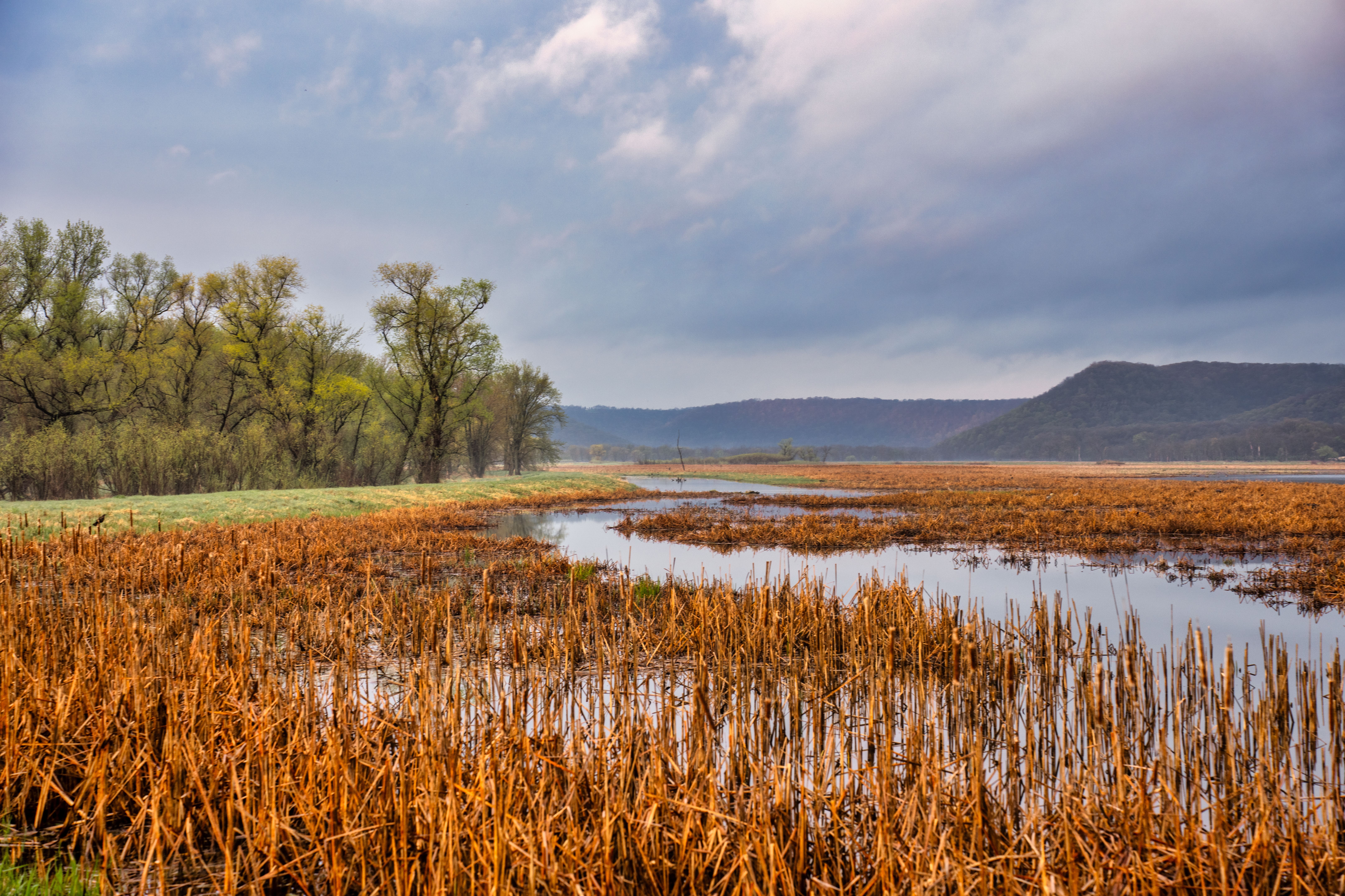 Reeds Growing on Wetland · Free Stock Photo