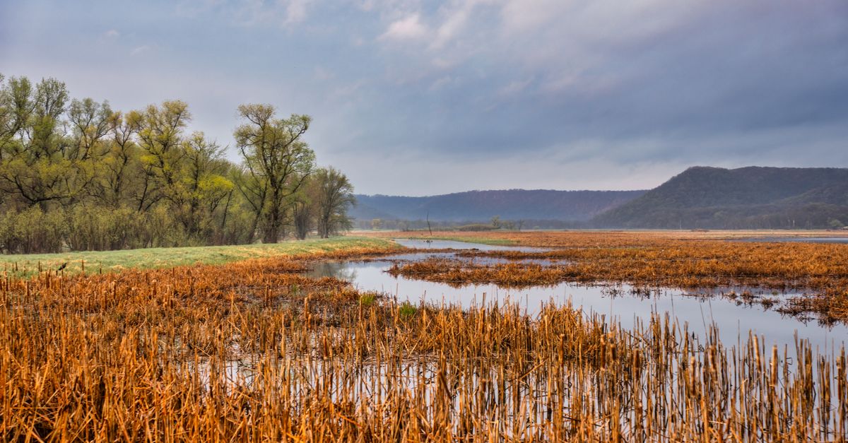Weltland Reeds Reeds Growing on Wetland · Free Stock Photo