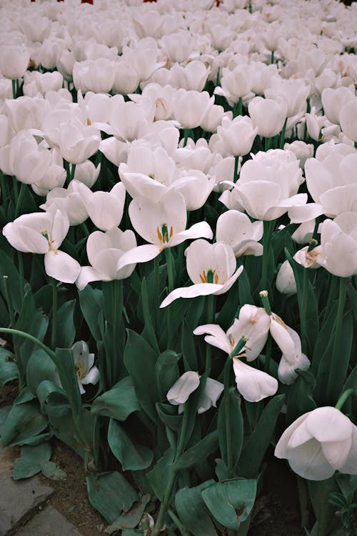 Kostnadsfri bild av anläggning, blomning, fält