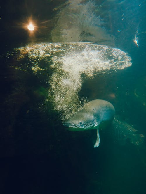 Fotos de stock gratuitas de animal, bajo el agua, naturaleza