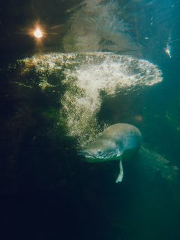 Captivating underwater scene of a fish creating a stream of bubbles with ambient light.