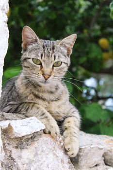 Cute tabby cat lounging on a stone wall in Peloponnese, Greece, with lush greenery backdrop.