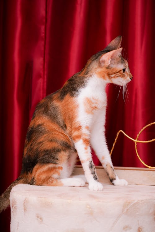 Cat against Red Curtain