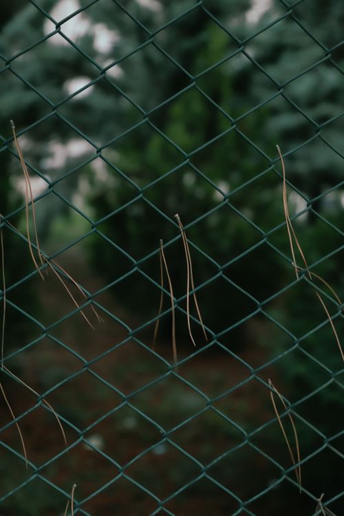 Free Close-up of a net fence with green foliage, offering a peek into nature. Stock Photo