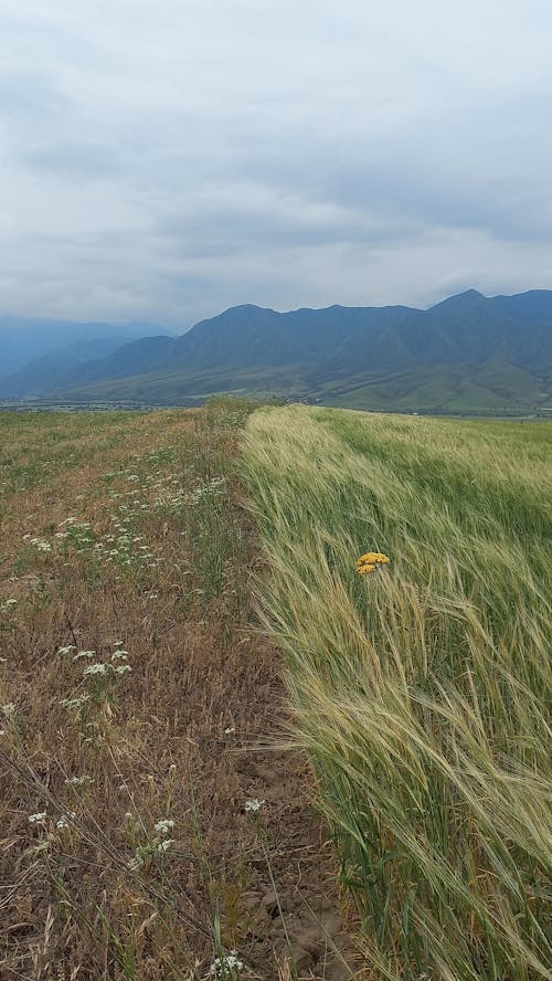 Základová fotografie zdarma na téma asymetrie, horské pozadí, hřiště