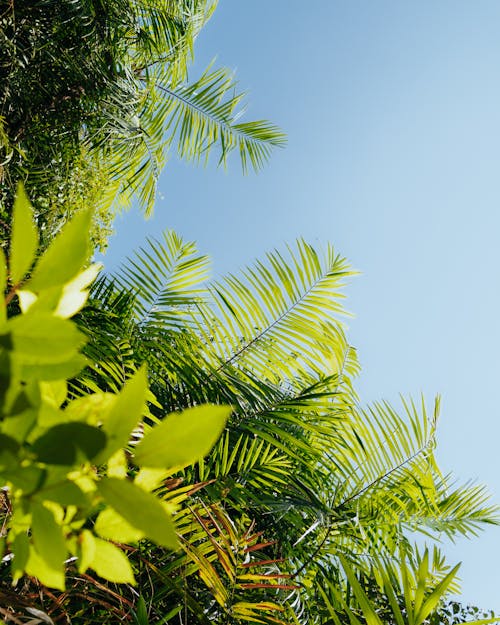 Green Palm Leaves against Blue Sky