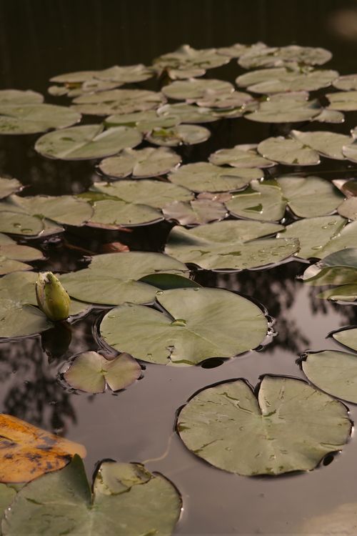 Free Close-up of serene water lilies in a pond, capturing natural beauty in Ankara, Türkiye. Stock Photo