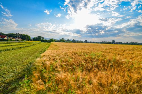 Free A scenic rural landscape with golden wheat fields and blue sky, capturing the essence of a sunny day. Stock Photo