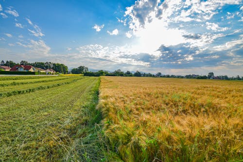 小麥, 成熟, 景觀 的 免費圖庫相片