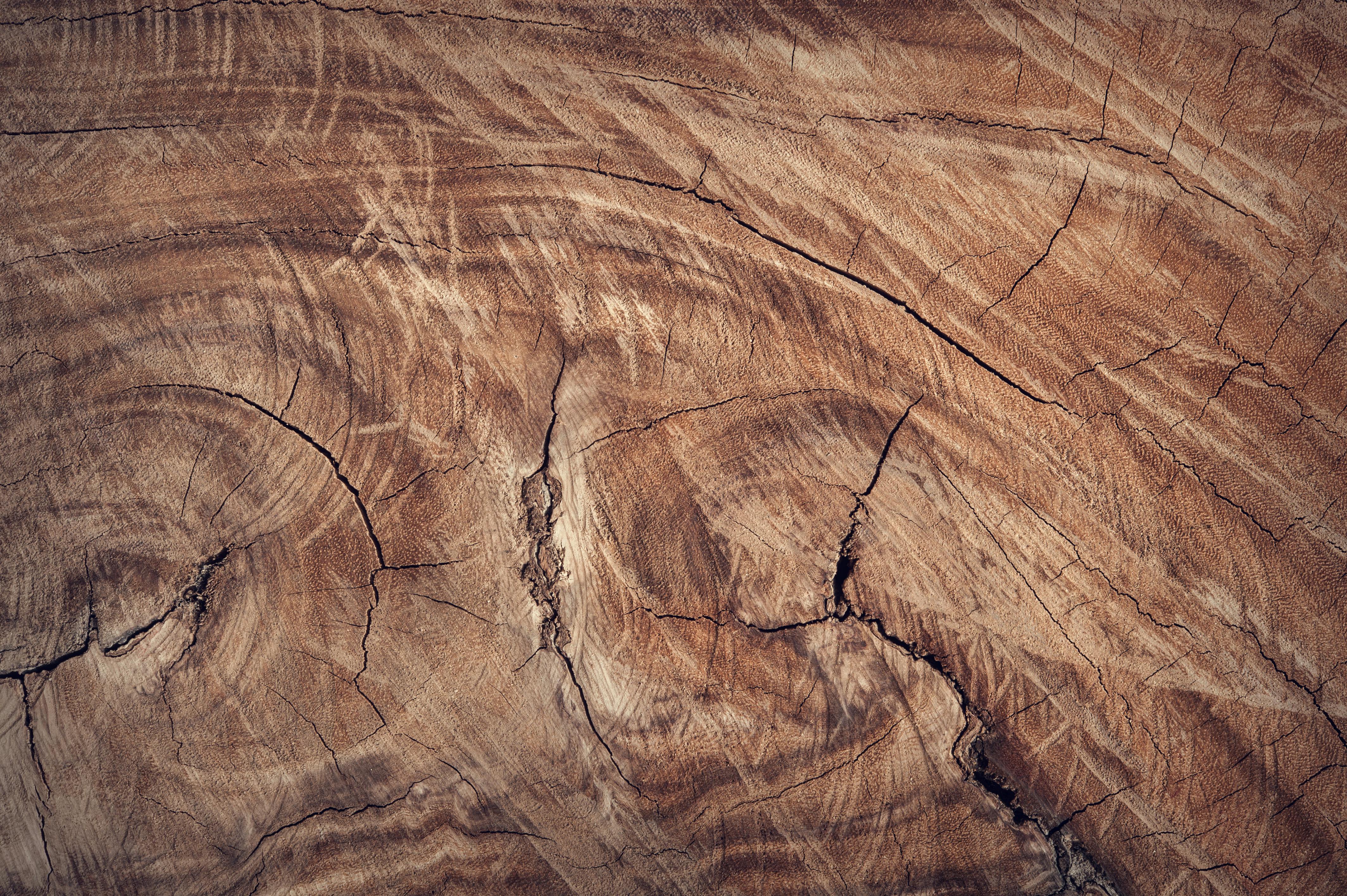 tree log texture