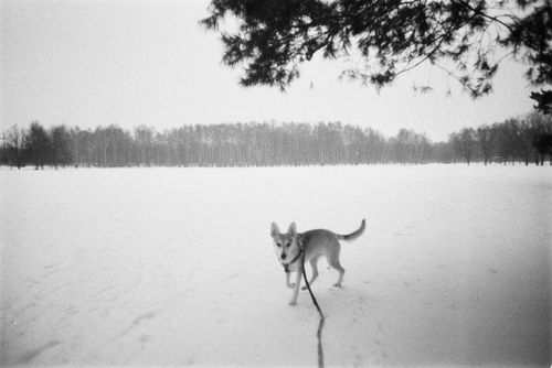 Free A cute dog on a leash enjoying a walk through a snowy park during winter. Stock Photo