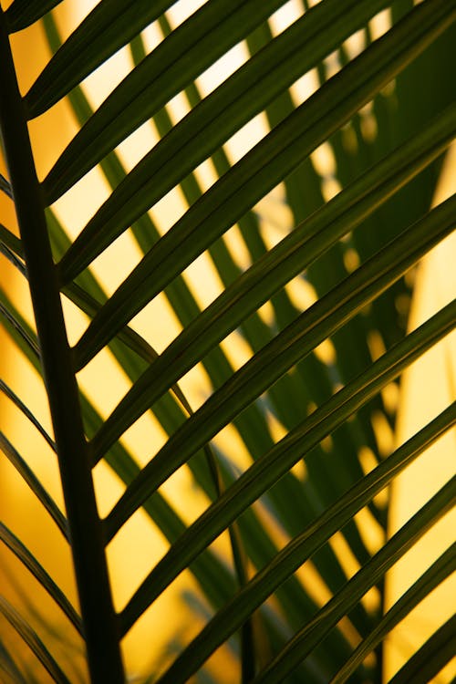 A Close-up of Palm Leaves