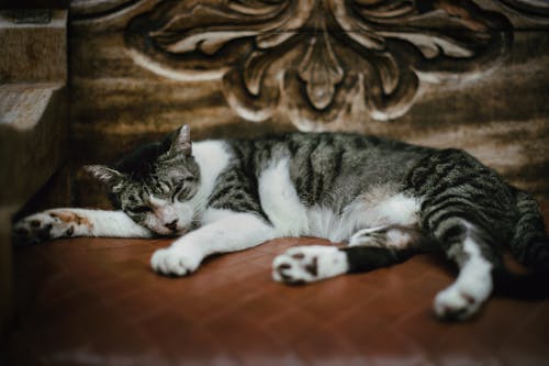 Tabby Cat Napping on Wooden Bench